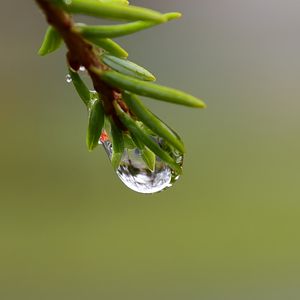 Preview wallpaper branch, drop, dew, macro, green, background
