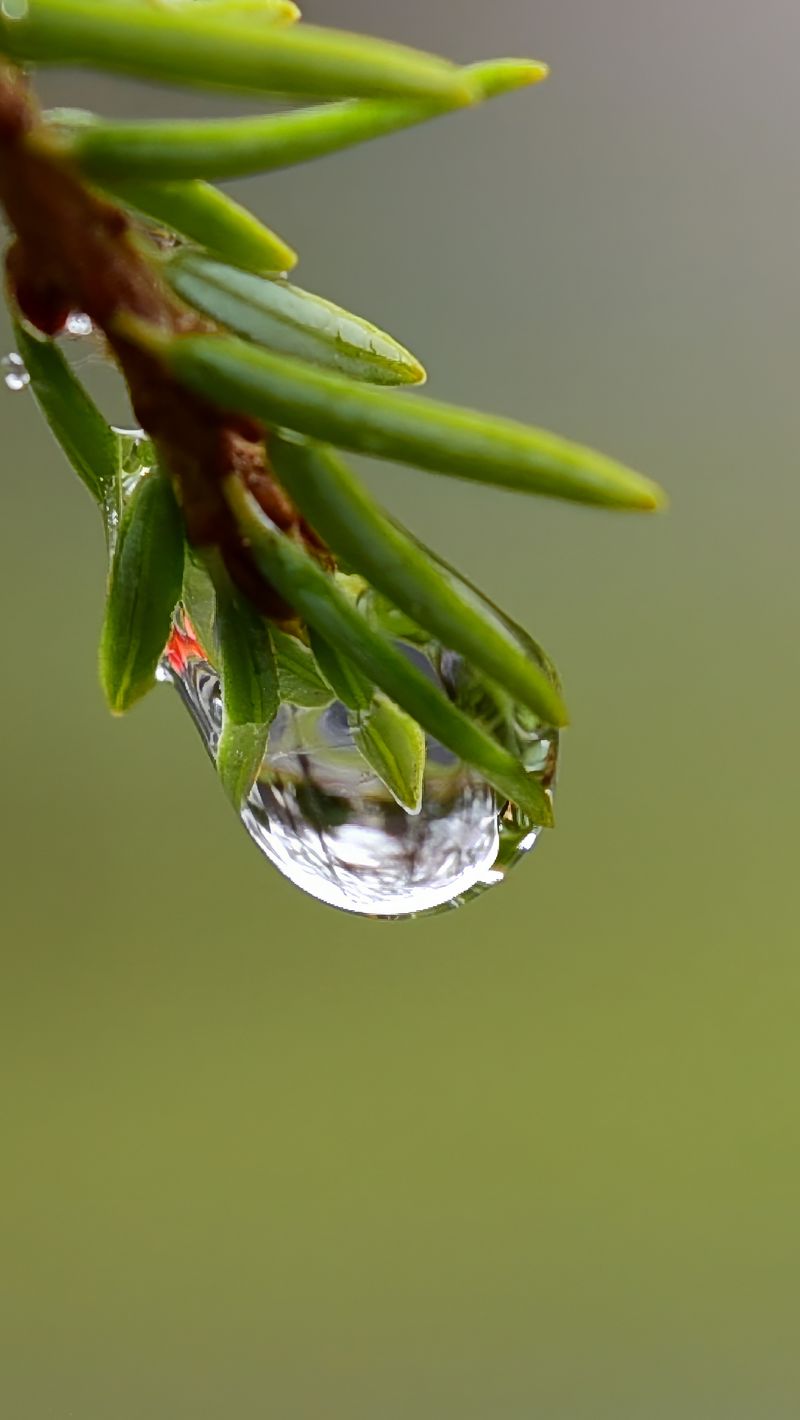 800x1420 Wallpaper branch, drop, dew, macro, green, background