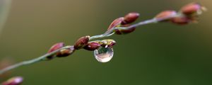 Preview wallpaper branch, drop, dew, background