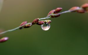 Preview wallpaper branch, drop, dew, background