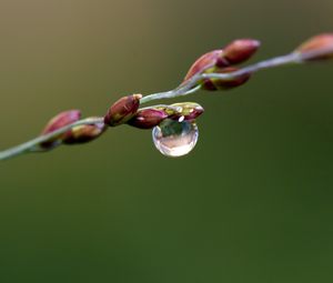 Preview wallpaper branch, drop, dew, background