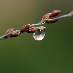 Preview wallpaper branch, drop, dew, background