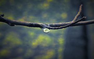 Preview wallpaper branch, drop, dew, light