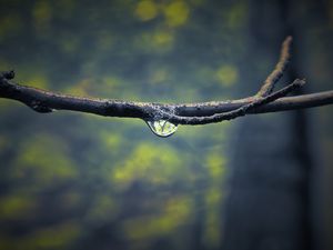 Preview wallpaper branch, drop, dew, light