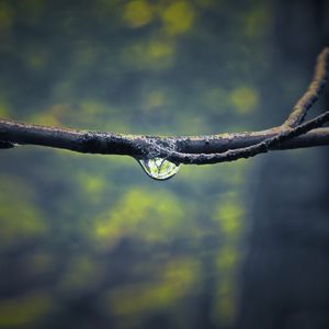 Preview wallpaper branch, drop, dew, light