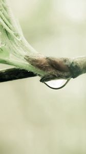 Preview wallpaper branch, drop, leaves, spring