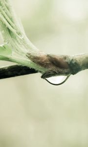 Preview wallpaper branch, drop, leaves, spring