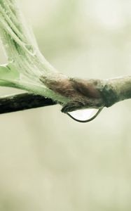 Preview wallpaper branch, drop, leaves, spring