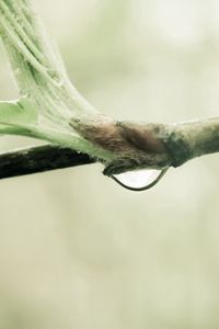 Preview wallpaper branch, drop, leaves, spring