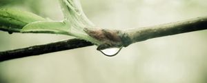 Preview wallpaper branch, drop, leaves, spring