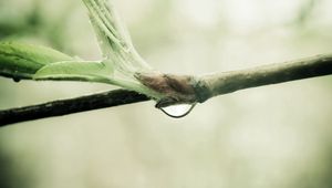 Preview wallpaper branch, drop, leaves, spring