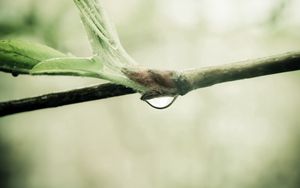 Preview wallpaper branch, drop, leaves, spring