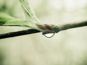 Preview wallpaper branch, drop, leaves, spring