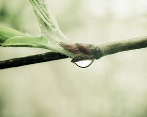 Preview wallpaper branch, drop, leaves, spring