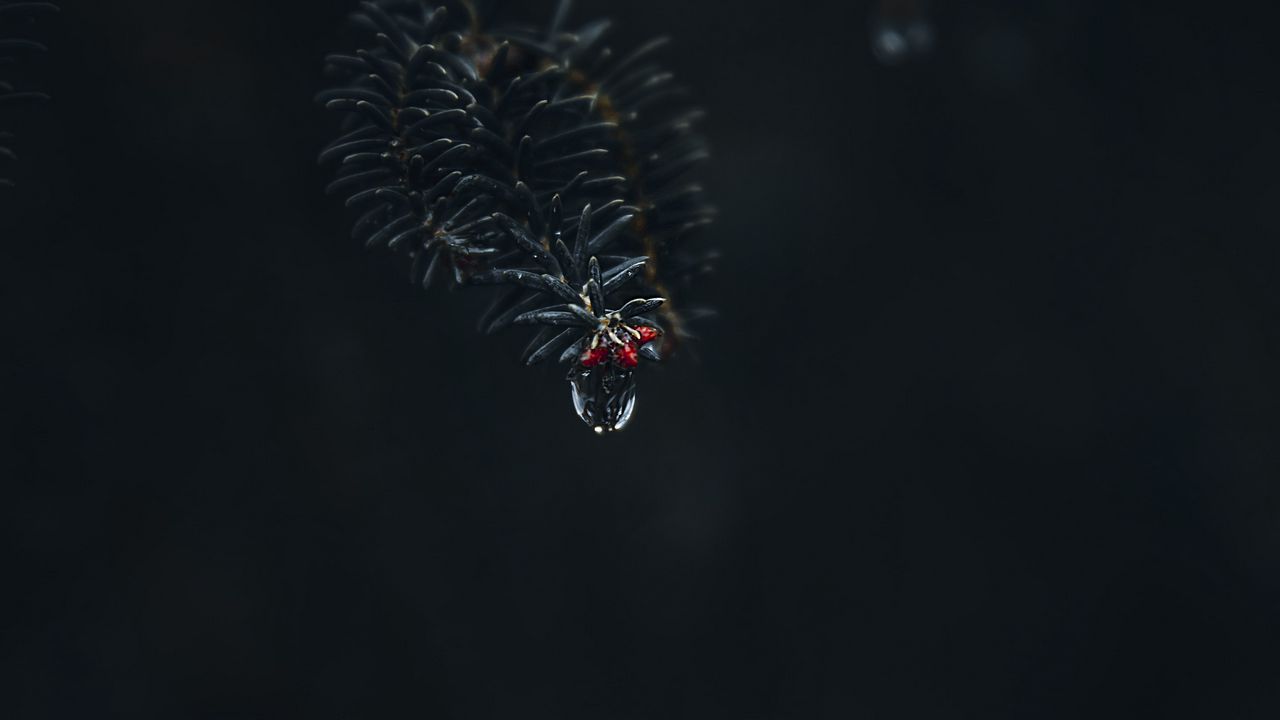 Wallpaper branch, drop, macro, needles, dark