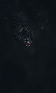 Preview wallpaper branch, drop, macro, needles, dark