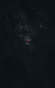 Preview wallpaper branch, drop, macro, needles, dark