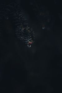 Preview wallpaper branch, drop, macro, needles, dark