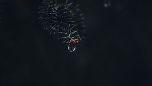 Preview wallpaper branch, drop, macro, needles, dark