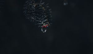 Preview wallpaper branch, drop, macro, needles, dark