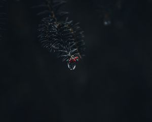 Preview wallpaper branch, drop, macro, needles, dark