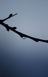 Preview wallpaper branch, drop, macro, twilight, dark