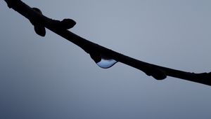 Preview wallpaper branch, drop, macro, twilight, dark