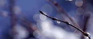 Preview wallpaper branch, drops, background, reflections, bokeh