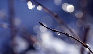 Preview wallpaper branch, drops, background, reflections, bokeh