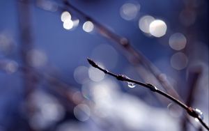 Preview wallpaper branch, drops, background, reflections, bokeh