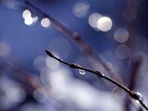 Preview wallpaper branch, drops, background, reflections, bokeh