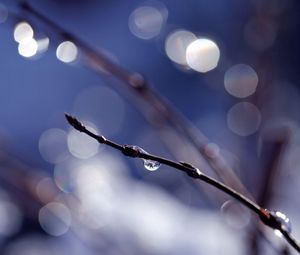 Preview wallpaper branch, drops, background, reflections, bokeh