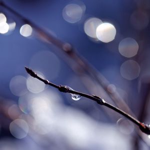 Preview wallpaper branch, drops, background, reflections, bokeh