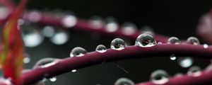 Preview wallpaper branch, drops, dew, plant