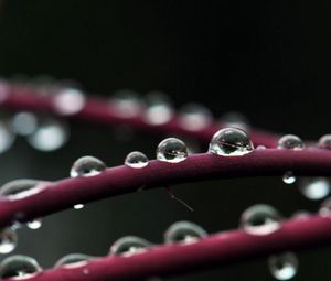 Preview wallpaper branch, drops, dew, plant