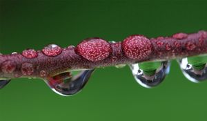 Preview wallpaper branch, drops, dew, stalk