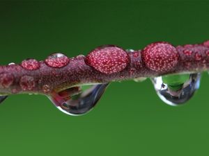 Preview wallpaper branch, drops, dew, stalk