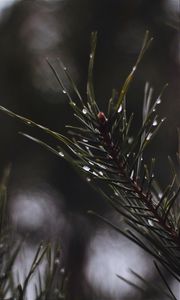 Preview wallpaper branch, drops, macro, needles