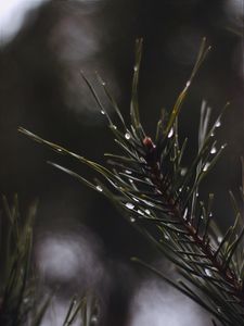 Preview wallpaper branch, drops, macro, needles