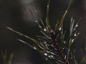 Preview wallpaper branch, drops, macro, needles