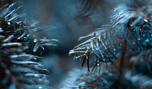 Preview wallpaper branch, drops, needles, blur, macro