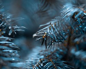 Preview wallpaper branch, drops, needles, blur, macro