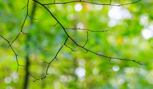 Preview wallpaper branch, drops, rain, tree, macro