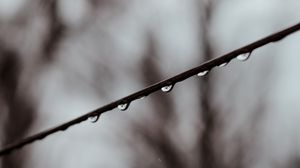 Preview wallpaper branch, drops, water, macro