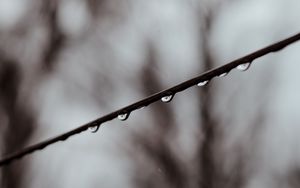 Preview wallpaper branch, drops, water, macro