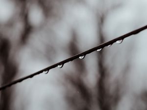 Preview wallpaper branch, drops, water, macro