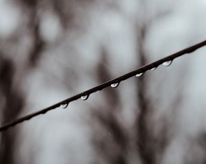 Preview wallpaper branch, drops, water, macro