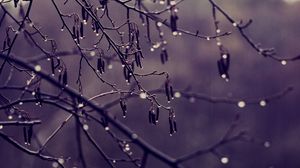 Preview wallpaper branch, drops, wood, dark