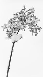 Preview wallpaper branch, dry, snow, macro, black and white, white