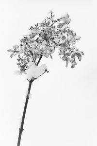 Preview wallpaper branch, dry, snow, macro, black and white, white